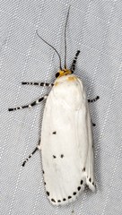 Cryptophasa delocentra
