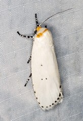 Cryptophasa delocentra
