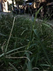 Poaceae