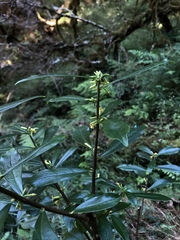 Daphne arisanensis
