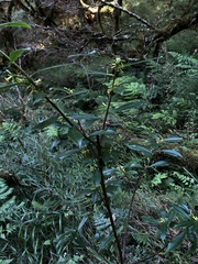 Daphne arisanensis