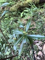 Daphne arisanensis