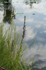 Lobelia sessilifolia