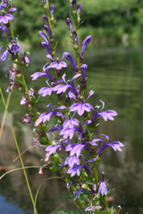 Lobelia sessilifolia