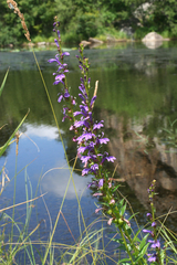 Lobelia sessilifolia
