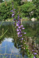 Lobelia sessilifolia
