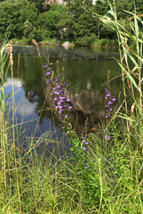 Lobelia sessilifolia