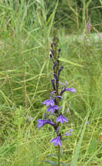 Lobelia sessilifolia