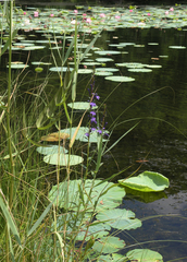 Lobelia sessilifolia