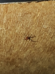 Loxosceles rufescens