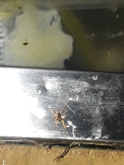 Loxosceles rufescens