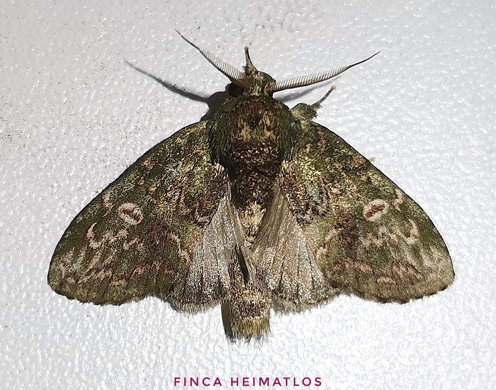Disphragisella delira