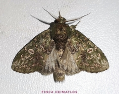 Disphragis viridiflava
