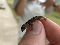 Sphaerodactylidae