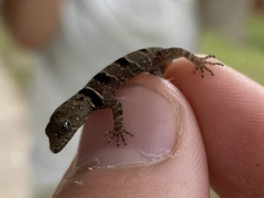 Sphaerodactylidae