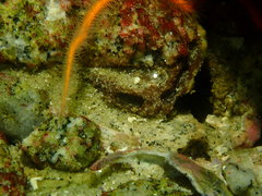 Ophiothrix