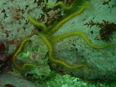 Ophiothrix