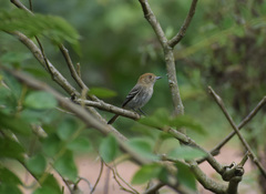 Knipolegus striaticeps