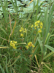 Lysimachia davurica
