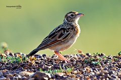 Mirafra erythroptera
