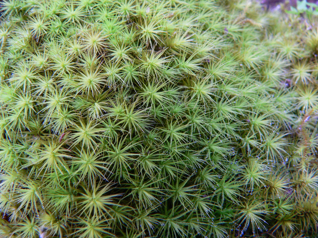 Bartramia breutelii