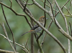 Knipolegus striaticeps