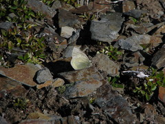 Colias nastes