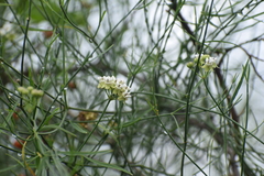 Funastrum gracile