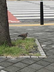 Streptopelia orientalis