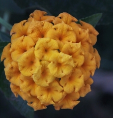 Lantana × hybrida