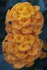 Lantana × hybrida