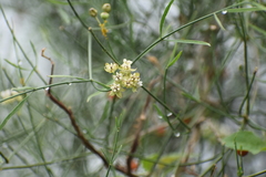 Funastrum gracile