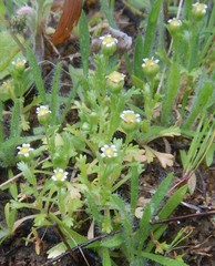 Brachyscome goniocarpa