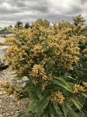 Solidago