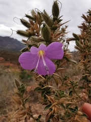 Barleria bremekampii
