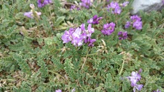 Astragalus purpusii