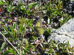 Colias nastes