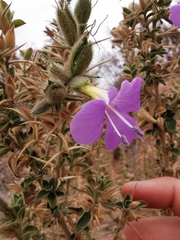 Barleria bremekampii