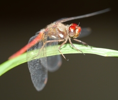 Sympetrum gilvum
