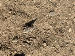 Cyphocleonus achates