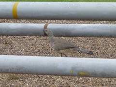 Chunga burmeisteri