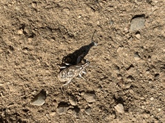 Cyphocleonus achates