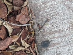 Camponotus floridanus