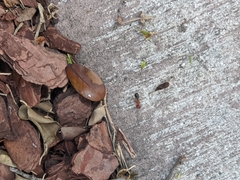 Camponotus floridanus