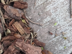 Camponotus floridanus