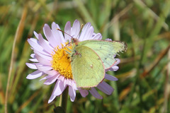 Colias nastes