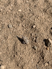 Cyphocleonus achates