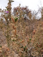 Barleria bremekampii