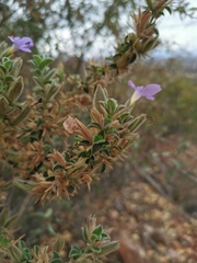 Barleria bremekampii