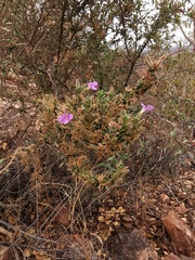 Barleria bremekampii